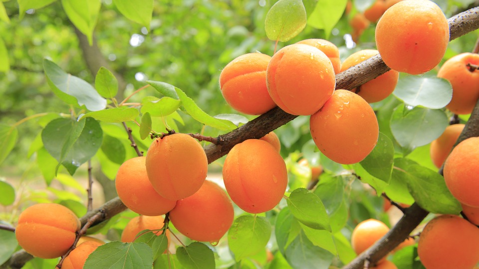 peaches 824626 960 720