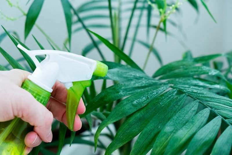 watering plant