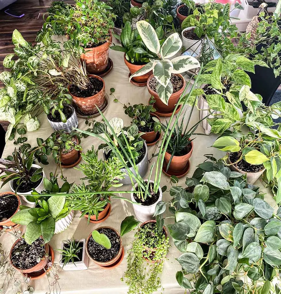 watering plants while away