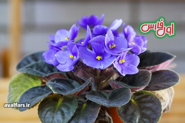 بنفشه آفریقایی Saintpaulia spp