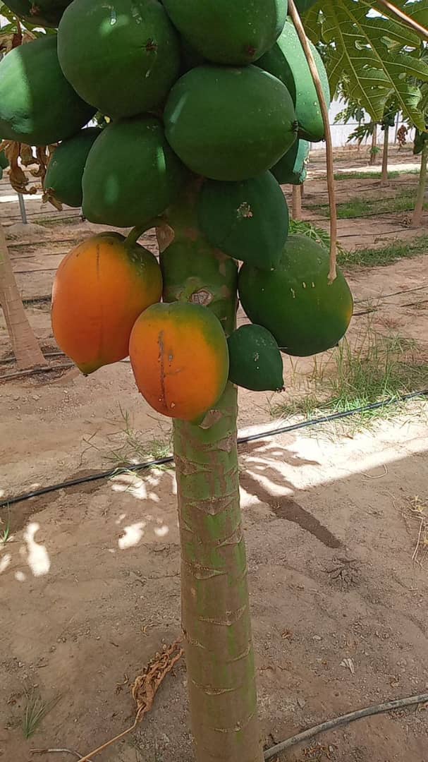 پاپایا 3