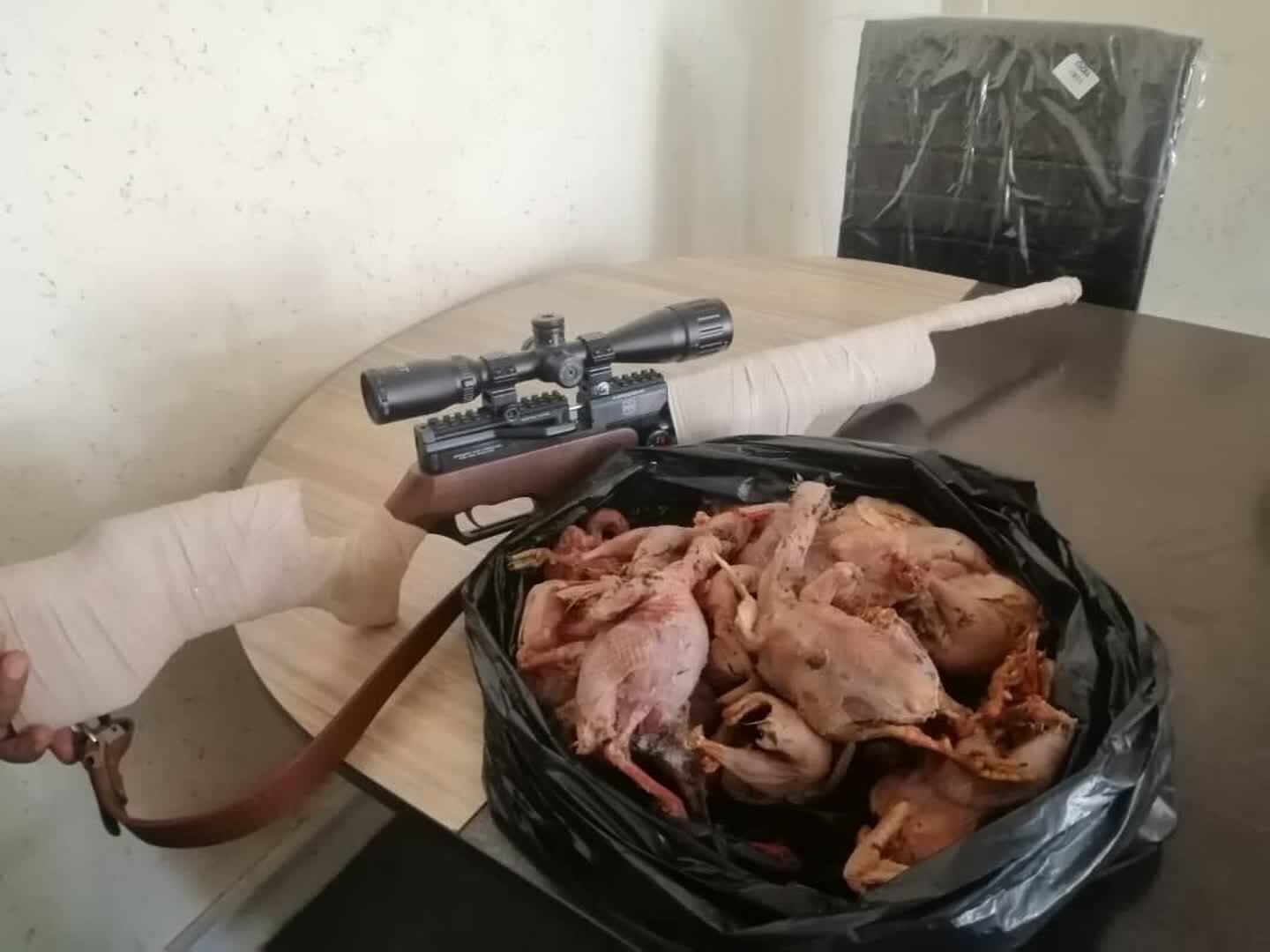 کبک