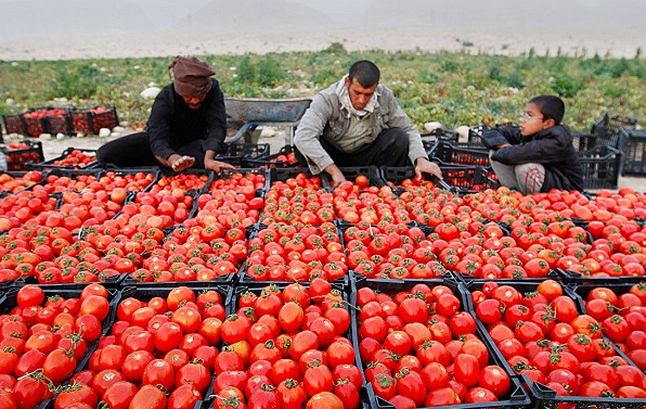 گوجه فرنگی
