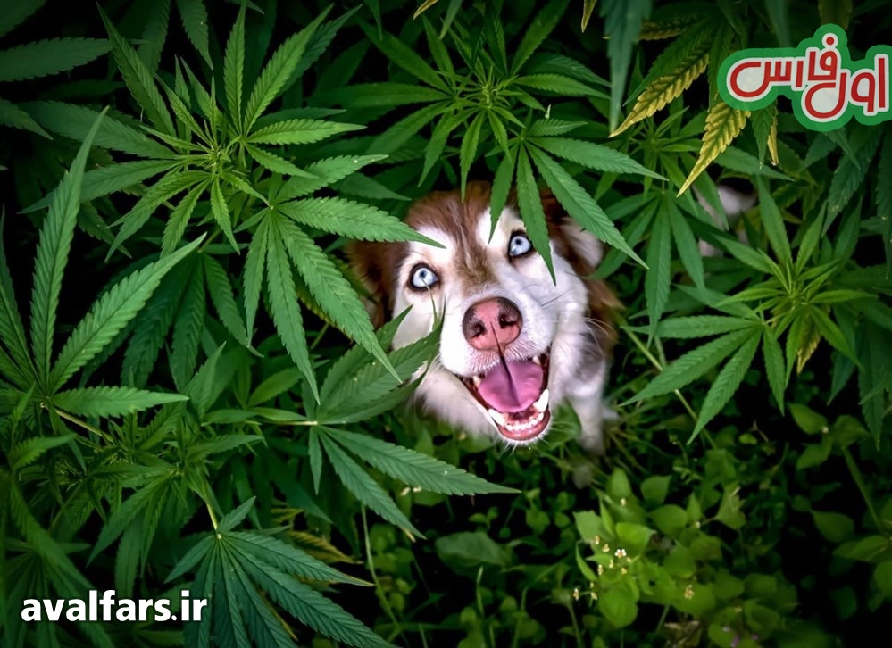 Comedy Pet Photography 23 14