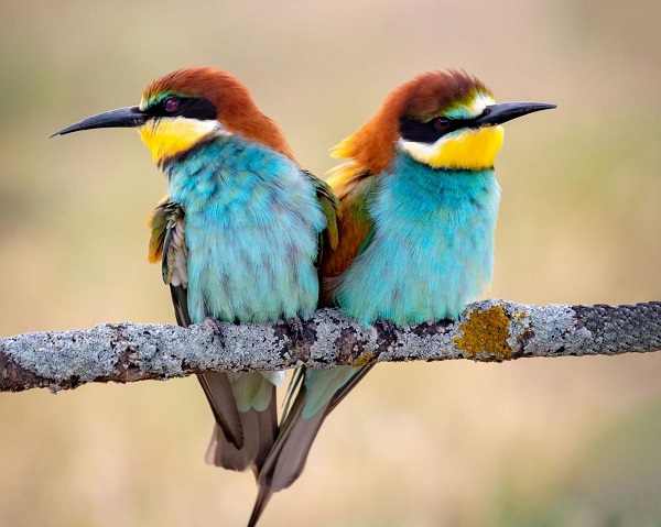 birds