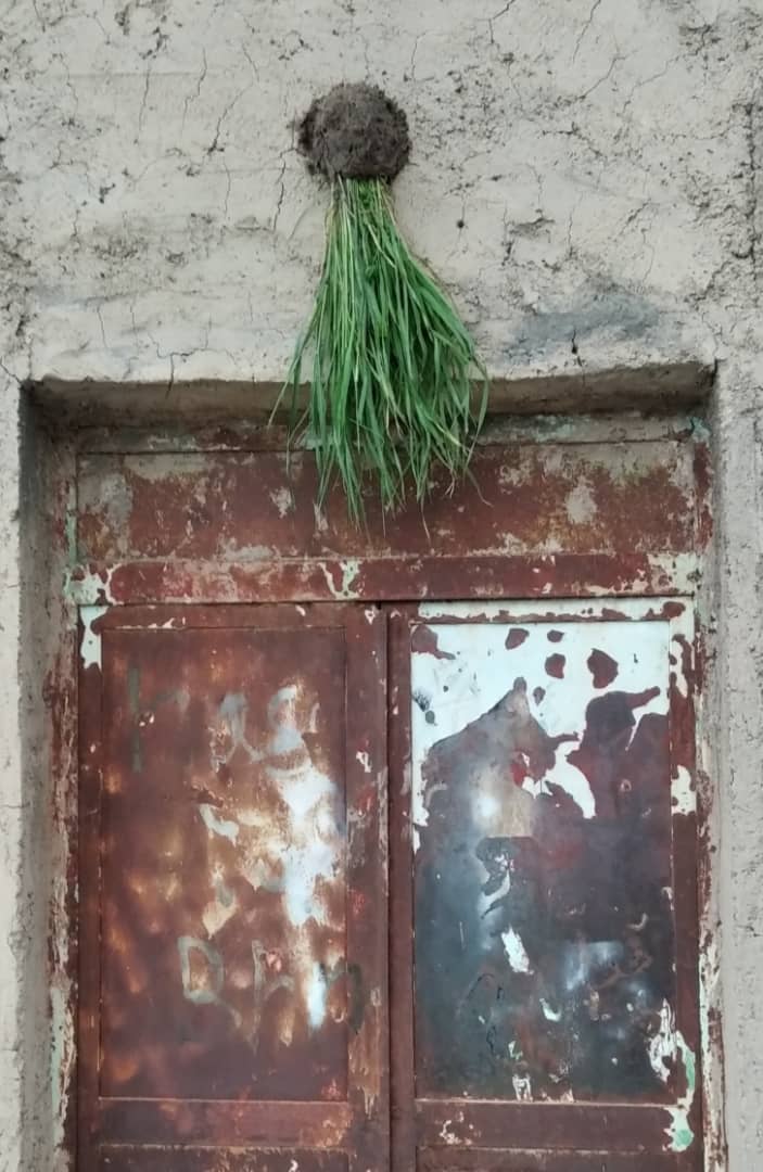 روز علفه