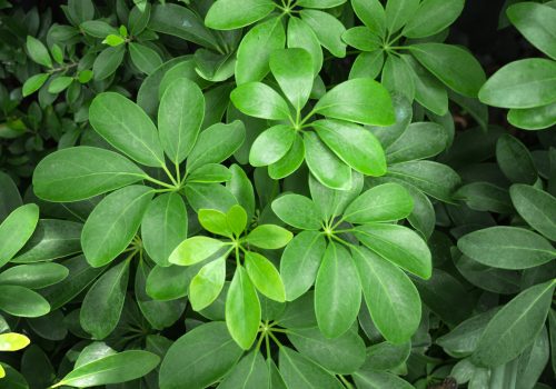Schefflera fotobieshutterb Fotolia 113663069 osb401g6ac5om566bfuvsztm1g7nt599drdt8zee98
