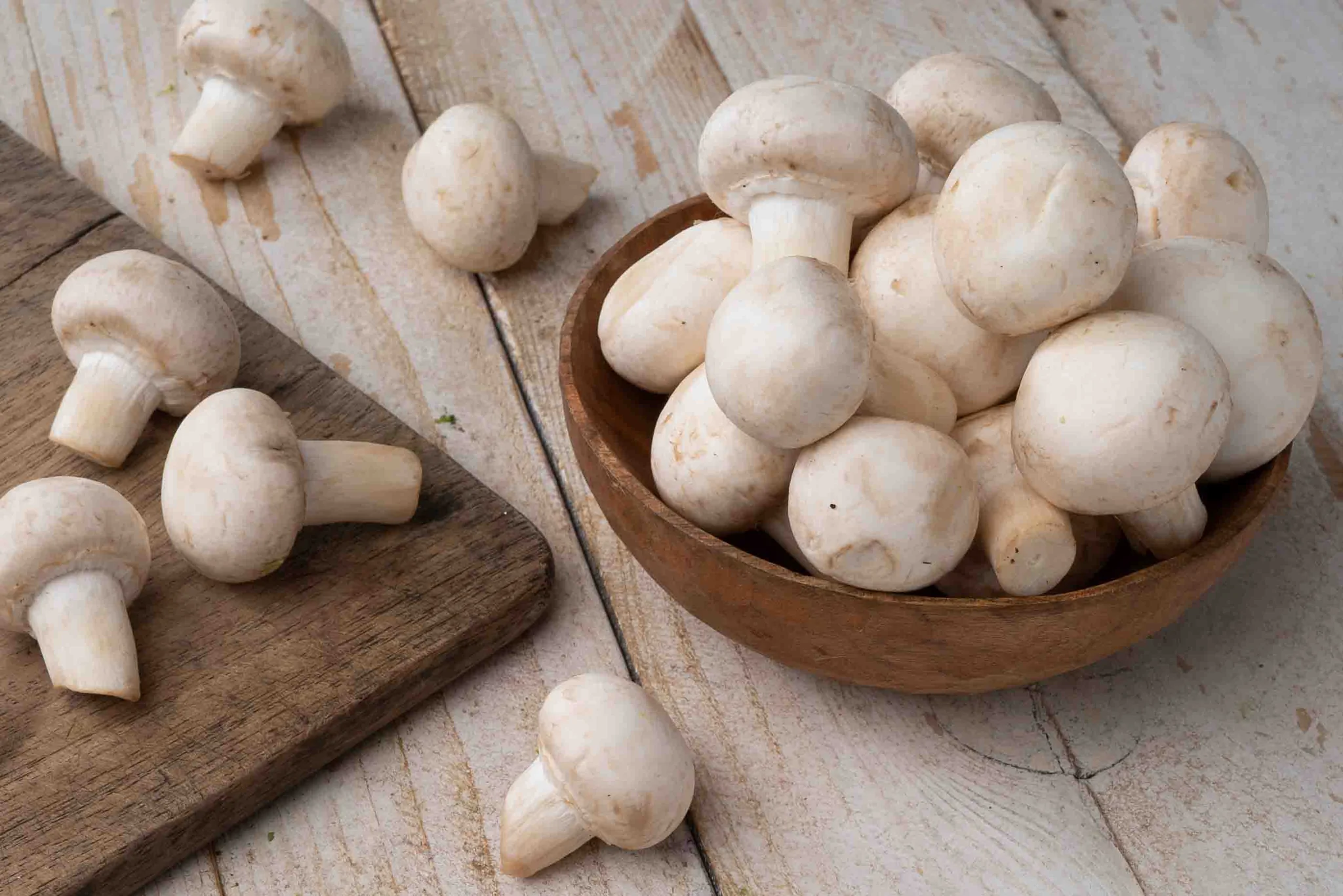 White mushroom4