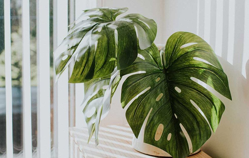 monstera 1