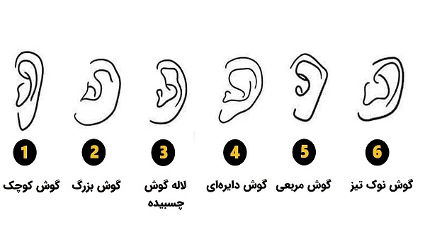 what does the shape of your ears say about you compressed Copy 1