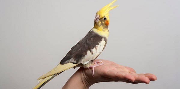 Cockatiel In Hand