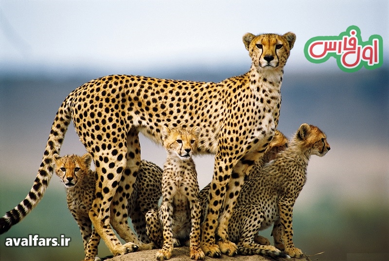 cheetahs family