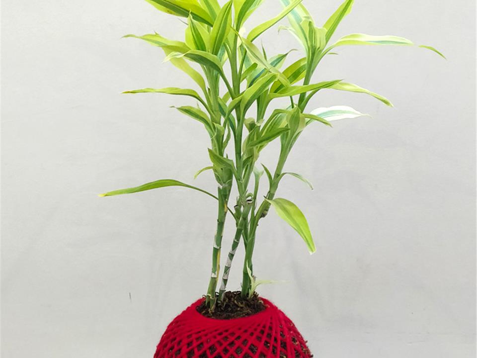 گیاه خوش شانسی