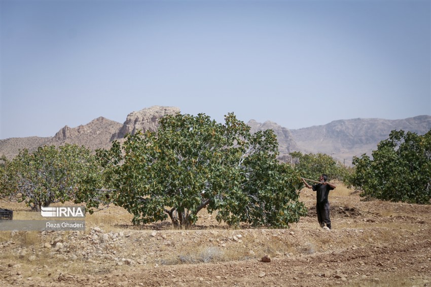 انجیر استهبان 9