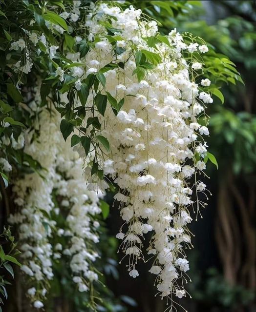 عکس گل و گیاه زیبا برای عاشقان گل وگیاه و طبیعت 14