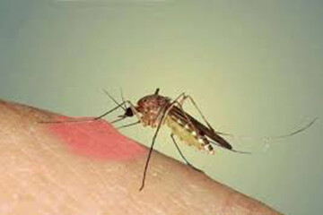 پشه خاکی