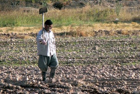 کشاورز فقیر گندمکار