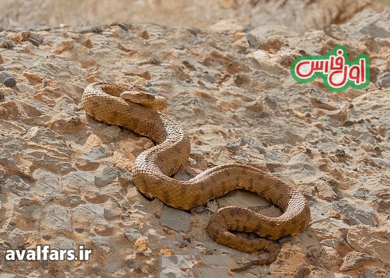 مار