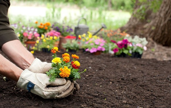 A person planting flowers