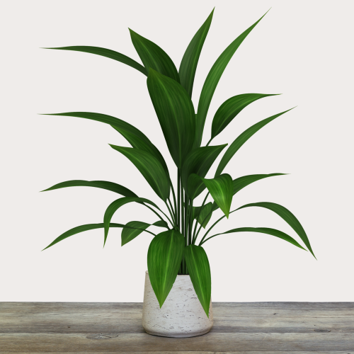 Aspidistra