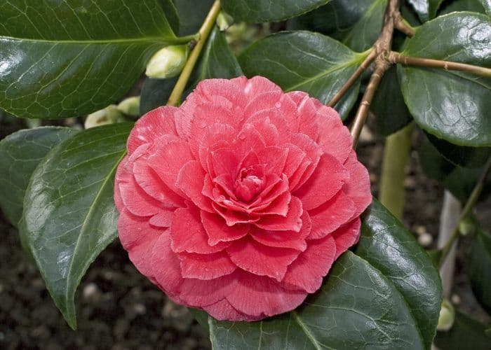 Camellia Flower Meaning and Interesting Facts – A to Z Flowers 1 1