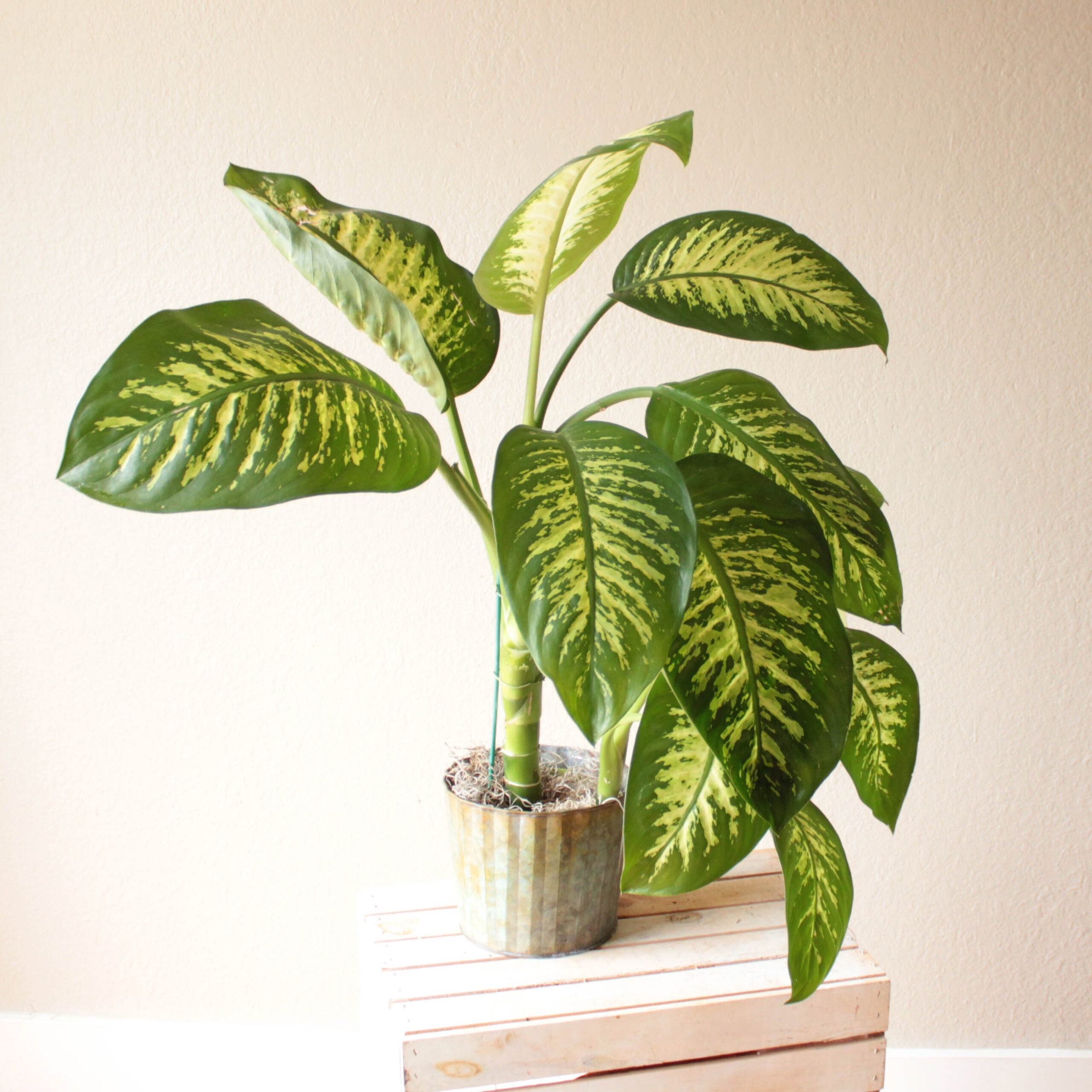 Dieffenbachia scaled