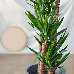 Yucca propagation