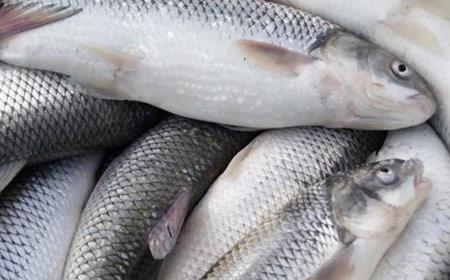 fish 2