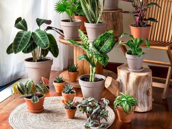 plants2