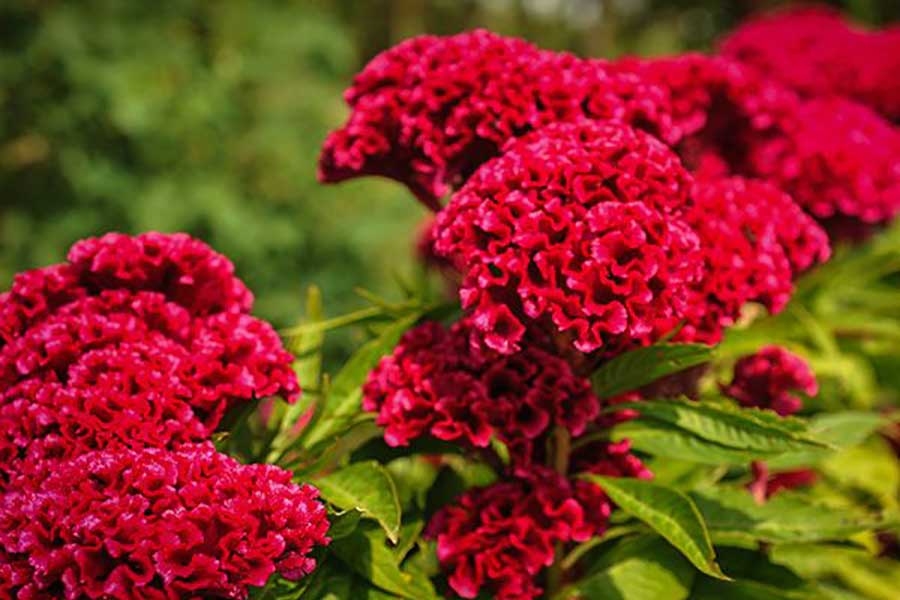 تاج خروس 1