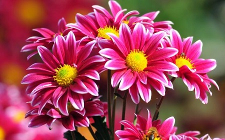 عکس گل زیباغزلسعدی 1