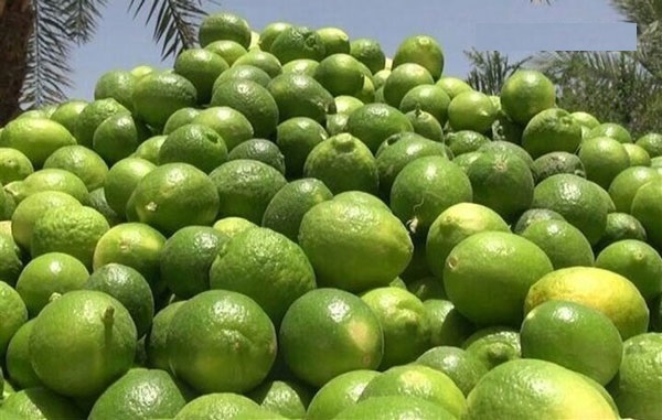 لیمو ترش
