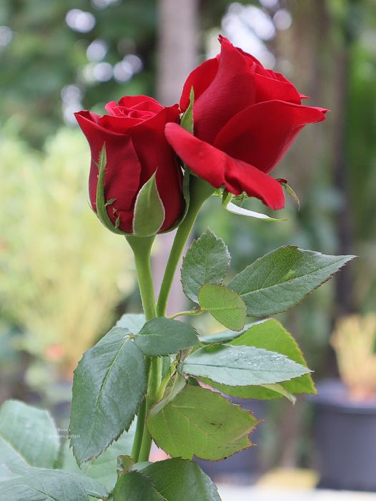 گل شاخه بریده
