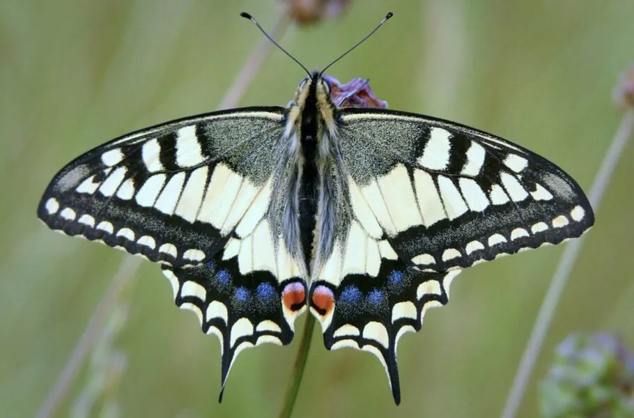 Schwalbenschwanz papilio machaon 910x600 1 jpg