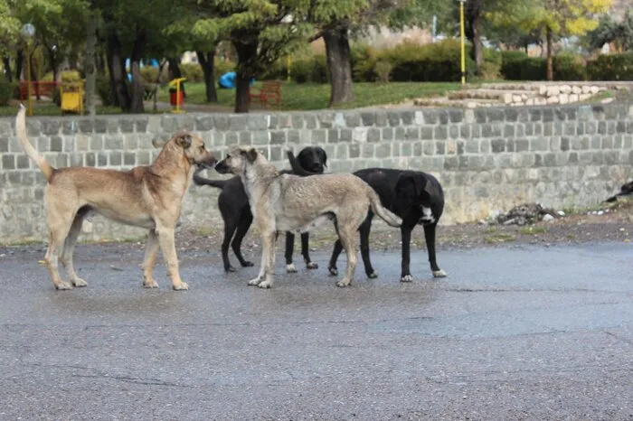Stray Dog 3 jpg