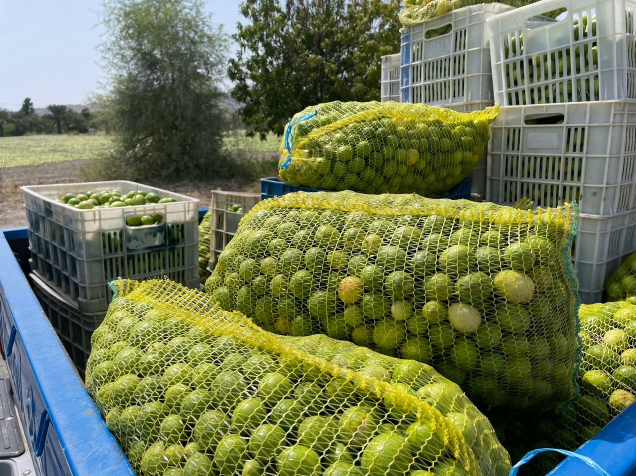 باغدارن فارس