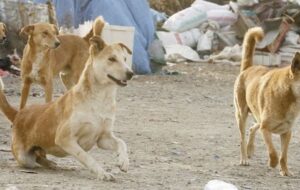 ولگردی ۳ میلیون سگ در ایران که هرکدام ۲۰ توله پس می اندازد