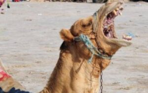 انتقام شتر عصبانی از مرد جوان + فیلم