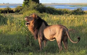 جای شیر ایرانی و گوزن زرد در دشت ارژن خالی است/ در فضای سبز شهره بلوط بکارید