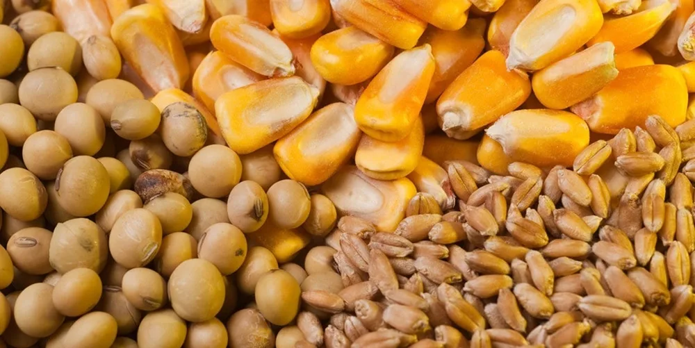 غذای دام کنسانتره jpg