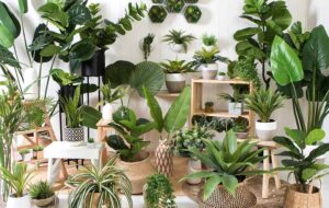 ۹ گیاه آپارتمانی که می توانند امواج و تشعشعات وای فای را از خانه دور کنند