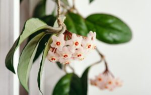 پرورش ،نگهداری و روش‌های تکثیر گیاه هویا ” پیچ شمعی ” که واقعا زیباست