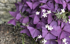 روش نگهداری گل اگزالیس گیاهی با شاخه و برگ مثلثی که در آپارتمان واقعا زیباست