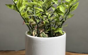 معرفی گیاه زیبای آپارتمانی پدیلانتوس یا ستون فقرات شیطان[+شرایط نگهداری و تکثیر]