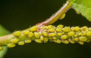 ۱۱ روش کاربردی برای ازبین بردن شته گل و گیاهان