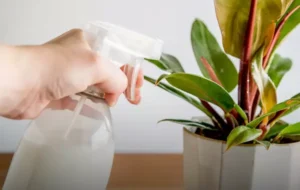 خواص جالب شیر خوراکی برای رشد گیاهان آپارتمانی