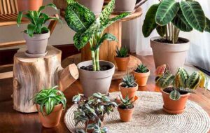 ۷ گیاه آپارتمانی که می‌توانند به غلبه بر افسردگی زمستانی کمک کنند