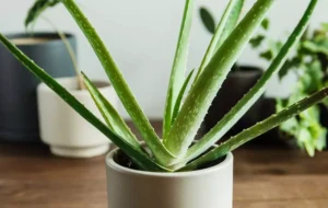 ۵ علت قهوه ای شدن برگ های گیاه آلوئه ورا+راه حل