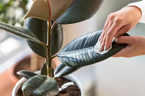 تمیز کردن گیاهان