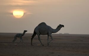 ۱۳ عکس زیبا از حیات وحش که دیدن دارند